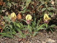 Iris reichenbachii 7, Saxifraga-Dirk Hilbers