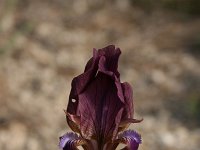 Iris reichenbachii 8, Saxifraga-Dirk Hilbers