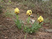 Iris reichenbachii 9, Saxifraga-Dirk Hilbers