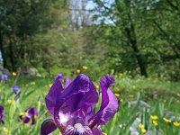 Iris revoluta 1, Saxifraga-Jeroen Willemsen