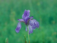 Iris sibirica 1, Siberische lis, Saxifraga-Henk Sierdsema