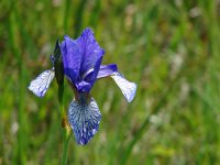 Iris sibirica 11, Siberische lis, Saxifraga-Jasenka Topic