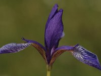 Iris sibirica 16, Siberische lis, Saxifraga-Bas Klaver