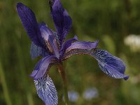 Iris sibirica 17, Siberische lis, Saxifraga-Bas Klaver
