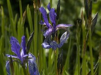 Iris sibirica 2, Siberische lis, Saxifraga-Jan van der Straaten