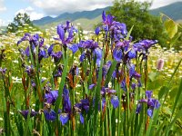 Iris sibirica 21, Siberische lis, Saxifraga-Ed Stikvoort