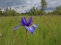 Iris sibirica 22, Siberische lis, Saxifraga-Jeroen Willemsen