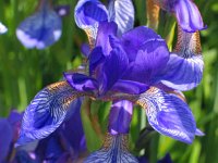 Iris sibirica 24, Siberische lis, Saxifraga-Jasenka Topic