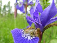 Iris sibirica 25, Siberische lis, Saxifraga-Rutger Barendse