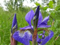 Iris sibirica 26, Siberische lis, Saxifraga-Rutger Barendse