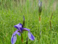 Iris sibirica 27, Siberische iris, Saxifraga-Rutger Barendse