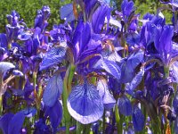 Iris sibirica 4, Siberische lis, Saxifraga-Jasenka Topic