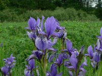 Iris sibirica 6, Siberische lis, Saxifraga-Jan Willem Jongepier