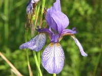 Iris sibirica 7, Siberische lis, Saxifraga-Jasenka Topic