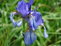 Iris sibirica 8, Siberische lis, Saxifraga-Jasenka Topic