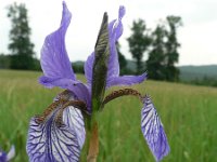 Iris sibirica 9, Siberische lis, Saxifraga-Jan Willem Jongepier