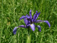 Iris spuria 1, Saxifraga-Dirk Hilbers