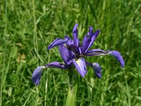 Iris spuria