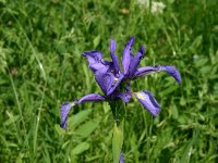 Iris spuria 2, Saxifraga-Dirk Hilbers
