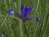 Iris spuria ssp maritima 3, Saxifraga-Jan van der Straaten