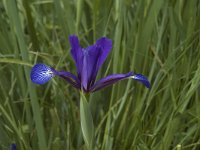 Iris spuria ssp maritima 4, Saxifraga-Jan van der Straaten