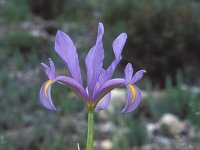 Iris subbiflora 1, Saxifraga-Jan van der Straten