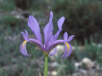 Iris subbiflora