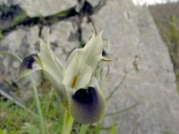 Iris tuberosa 1, Saxifraga-Ed Stikvoort