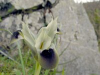 Iris tuberosa