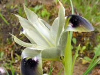 Iris tuberosa 2, Saxifraga-Ed Stikvoort