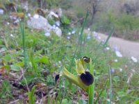 Iris tuberosa 4, Saxifraga-Ed Stikvoort