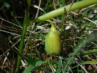 Iris tuberosa 5, Saxifraga-Ed Stikvoort