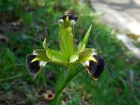 Iris tuberosa 6, Saxifraga-Ed Stikvoort