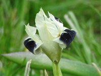 Iris tuberosa 7, Saxifraga-Harry Jans