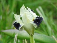 Iris tuberosa 7, Saxifraga-Harry Jans