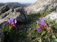 Iris unguicularis ssp cretensis 10, Saxifraga-Ed Stikvoort