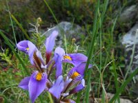 Iris unguicularis ssp cretensis 3, Saxifraga-Ed Stikvoort
