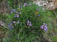 Iris unguicularis ssp cretensis 4, Saxifraga-Ed Stikvoort