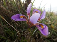 Iris unguicularis ssp cretensis 5, Saxifraga-Ed Stikvoort