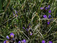 Iris unguicularis ssp cretensis 6, Saxifraga-Ed Stikvoort