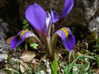 Iris unguicularis ssp cretensis 8, Saxifraga-Ed Stikvoort