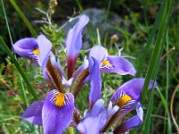 Iris unguicularis ssp cretensis 9, Saxifraga-Ed Stikvoort