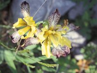 Iris variegata 1, Saxifraga-Sanja Kovacic