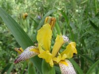 Iris variegata 2, Saxifraga-Jan Willem Jongepier
