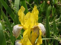 Iris variegata 3, Saxifraga-Jan Willem Jongepier