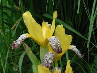 Iris variegata 4, Saxifraga-Jan Willem Jongepier