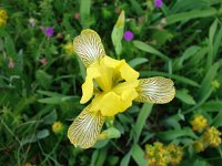 Iris variegata 5, Saxifraga-Jasenka Topic
