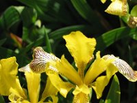 Iris variegata 6, Saxifraga-Jasenka Topic