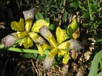 Iris variegata 7, Saxifraga-Jasenka Topic
