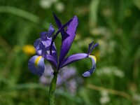 Iris xiphium